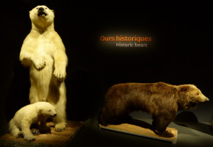 Ours de La Fayette - expo Espèces d'ours (MNHN) Photo ©L Veron-Dor